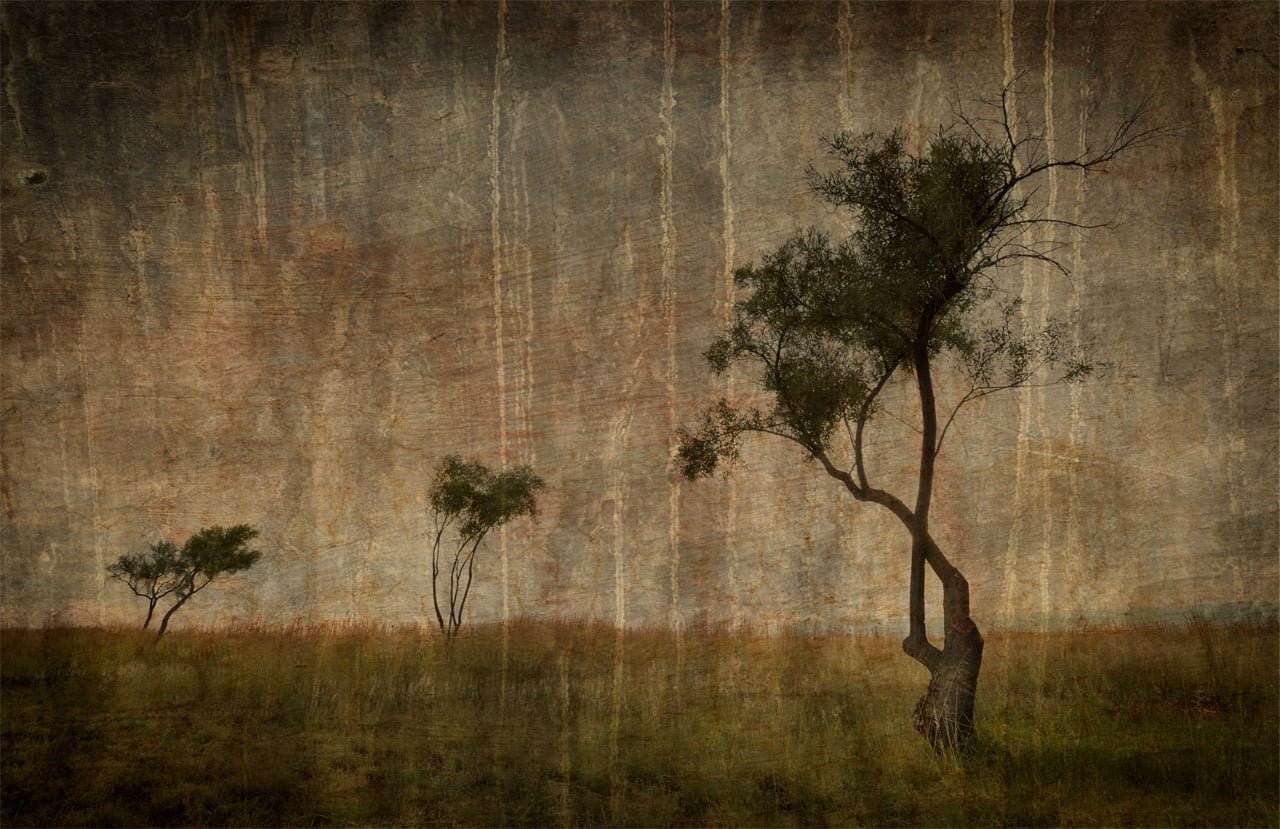 Boom langs N1 by Johann van der walt