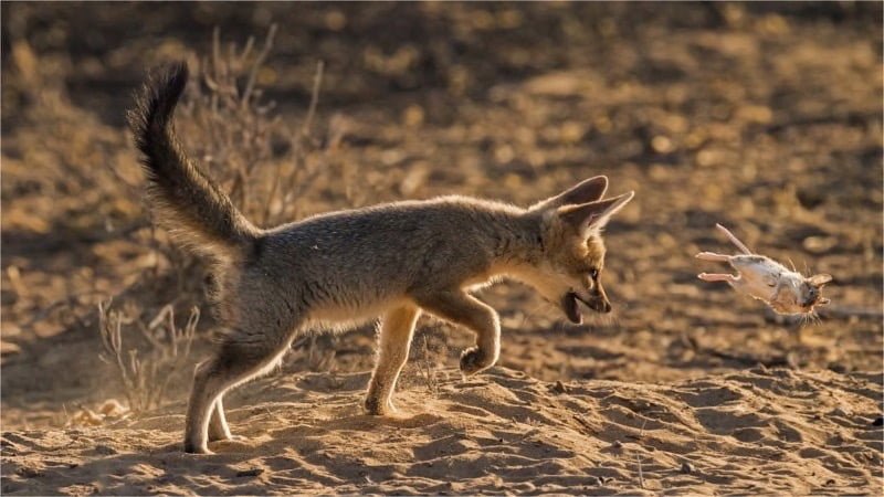 4 Nations Nature Honorary Mention Vossie met Muis Johan Jordaan