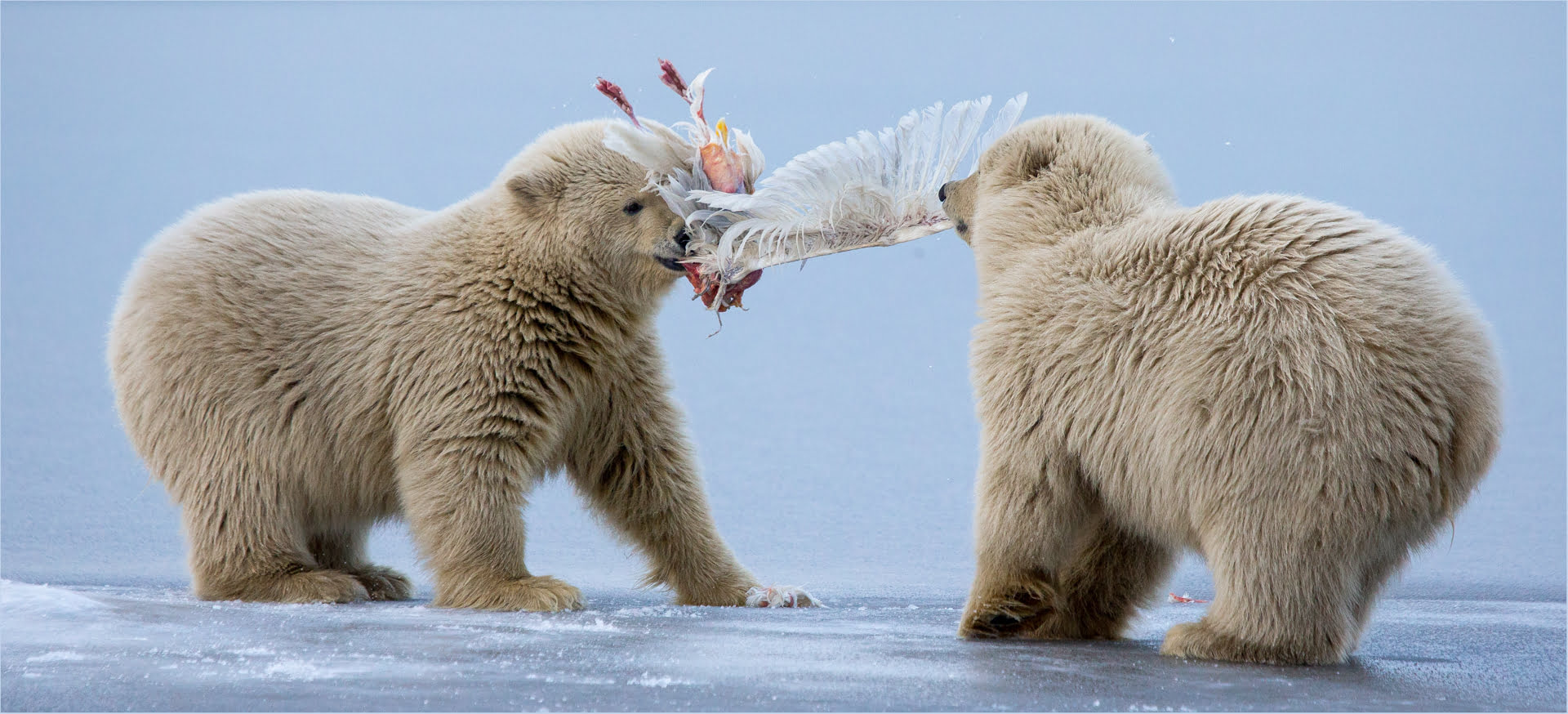 Best Salon Picture of the Year -Nature - Karyn Parisi - Fish Hoek Photographic Society -Polar Cubs Tug of War
