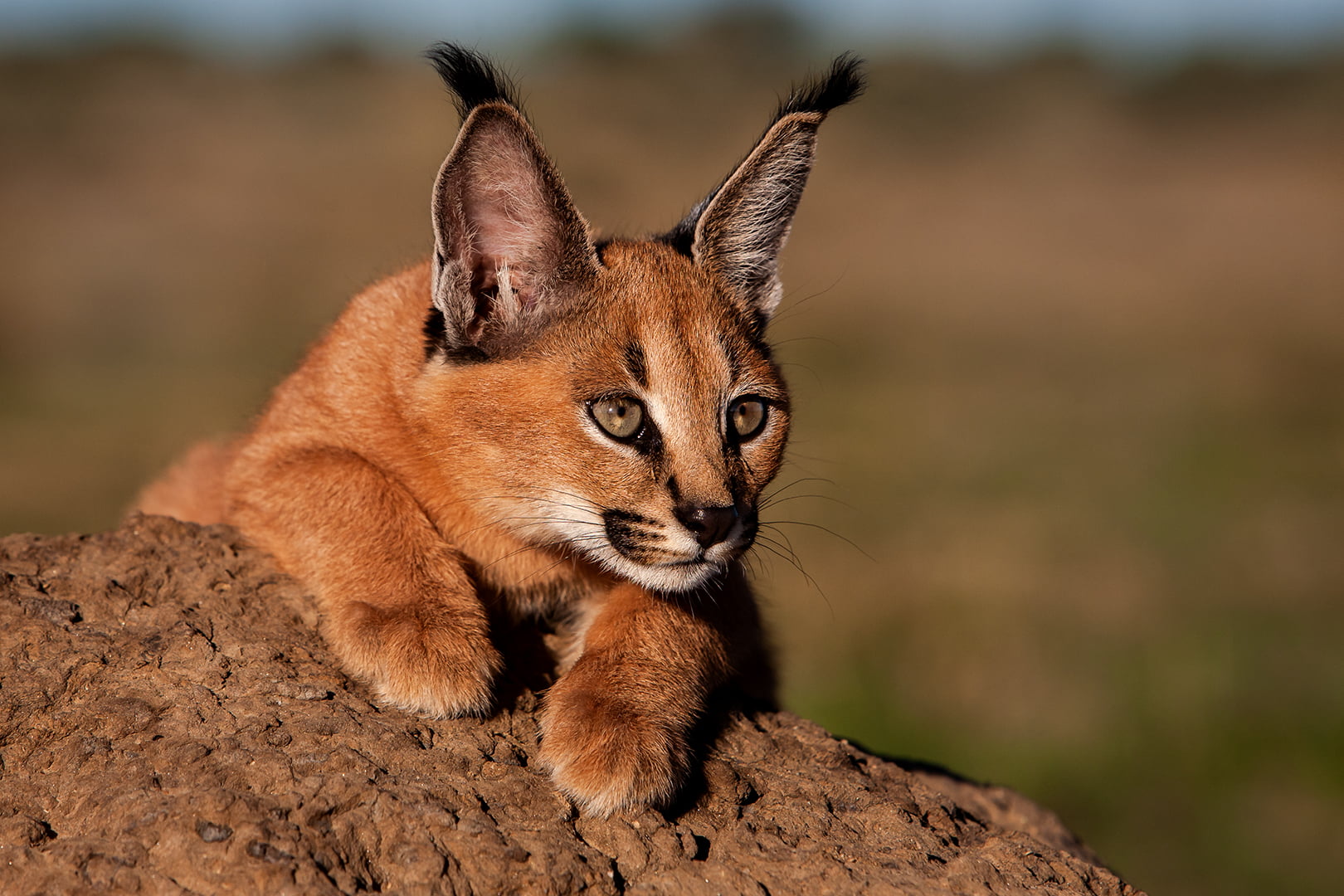 Best Senior Port Elizabeth Camera Club-Anette Reimers-Caracal