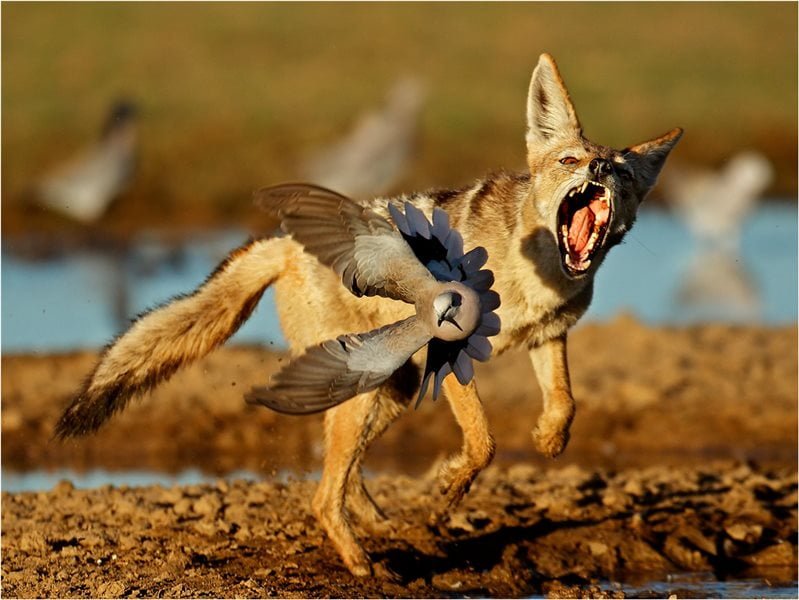 Image of the Year - Beste Nature- Koot Marais