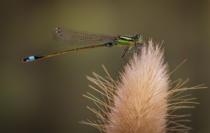 Junior Runner up PSSA bronze Medal Fish Hoek Photographic Society Geoff Jasieson Damselfly 