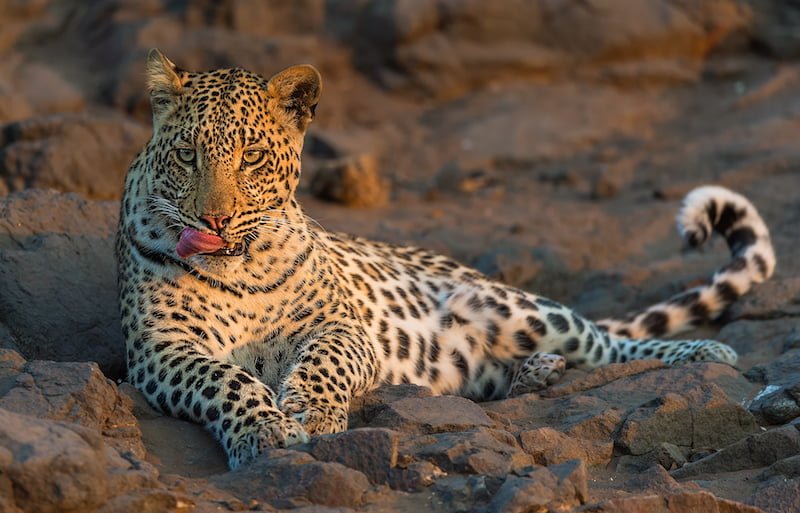 PSSA Interklub-Best Junior Image- Leopord sunset-Margaret Olivier-Bloemfontein KK