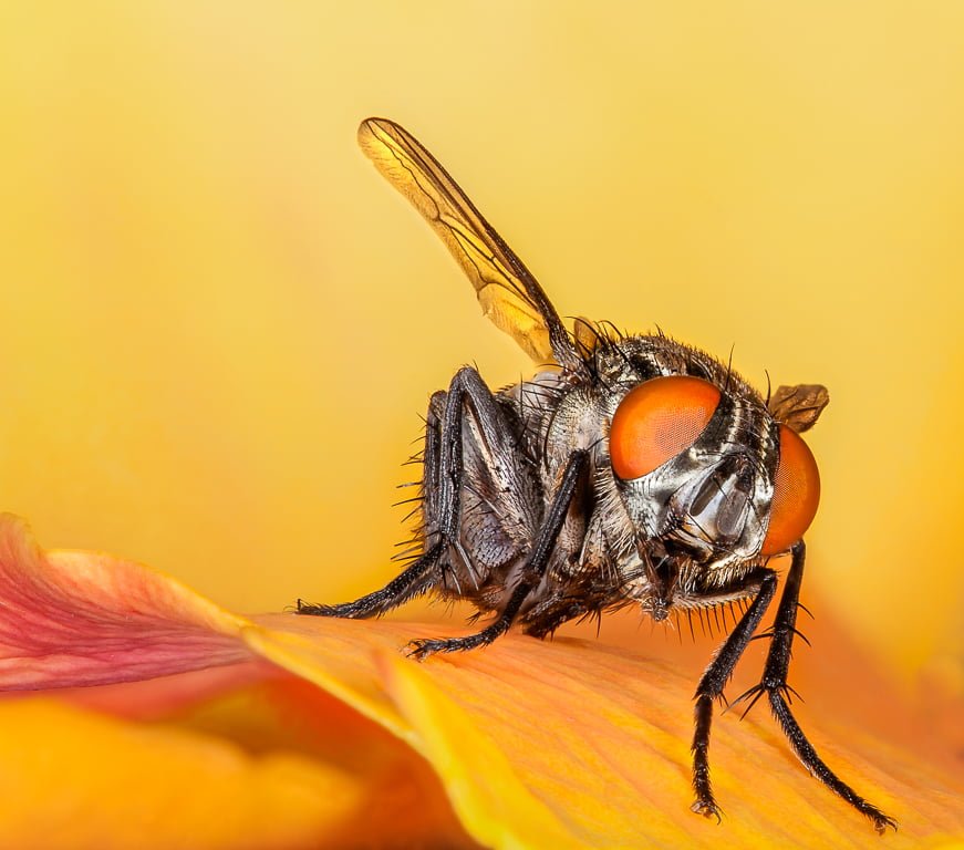 RED EYE Johan Steyn AFO Photography Club