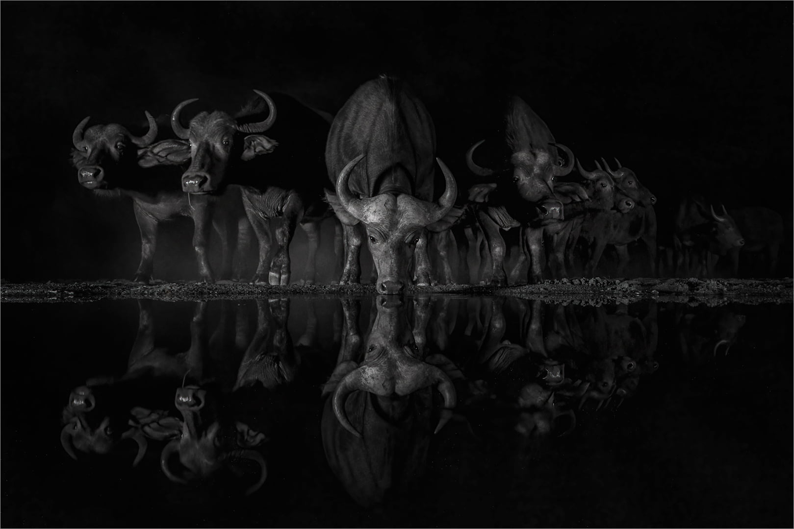 SI Mono Howard Gillit Buffaloes at night