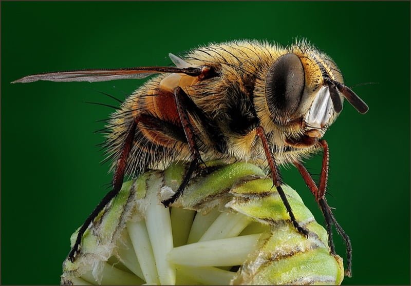 Simon van den Heever Die vlieg wat graag n by wou wees Best Senior Image Inter Club