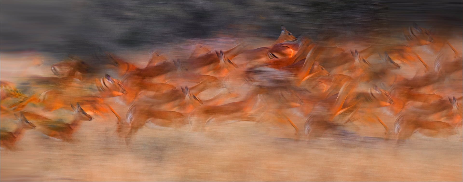Spooked at a twentieth-Jacques Sellschop-Hibiscus Coast Photographic Club