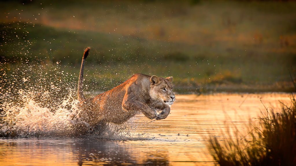 THE CHARGE Brendon Cremer Nelspruit Photographic Society