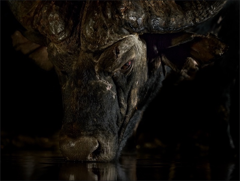 Website Runner Up PSSA Bronze Medal Leon Venter Bethal Fotografie Klub OLD BULL DRINKING