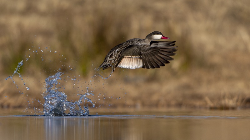 Website Winner PSSA Silver Medal Gerbus Vermaak Krugersdorp Camera Club Red billed Teal taking off