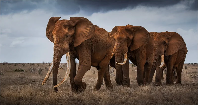 Winner Best Senior Image PSSA Bronze Medal Bernie van der Vyver Bethal Fotografie Klub Follow the Leader