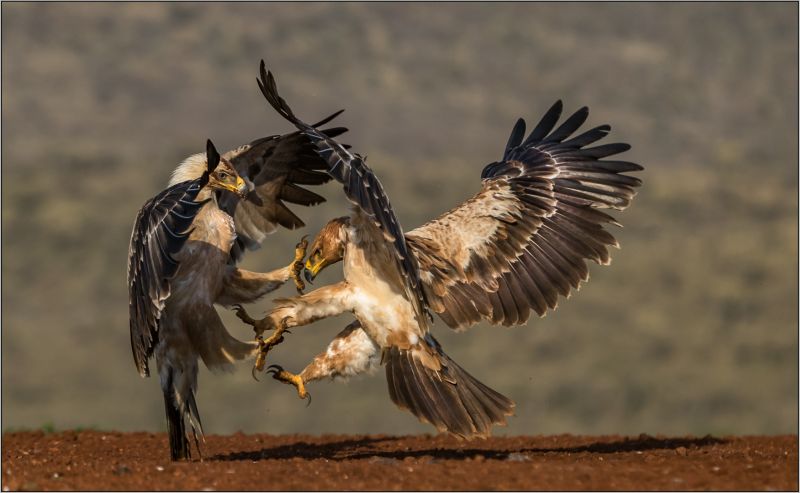 ANNEMARIE DU PLESSIS Pietersburg Fotografie Klub CLASHING CLAWS