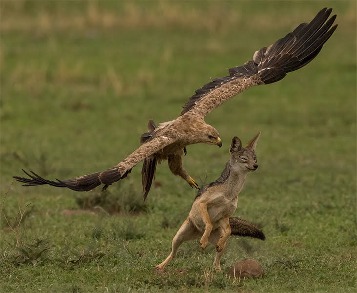 Eagle and fox Jan Jacobs