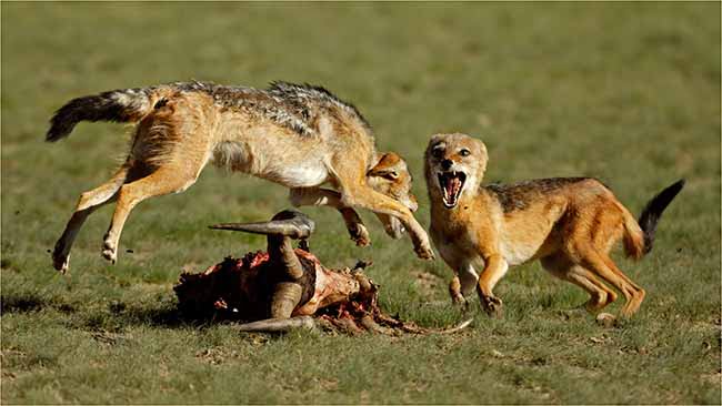 Koot Marais Jackal fight 650