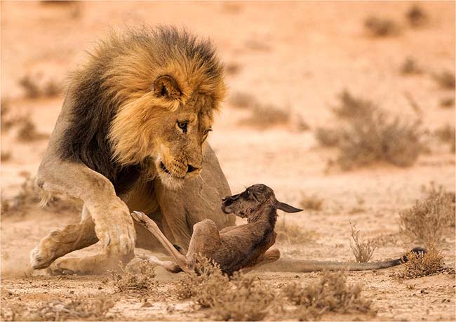 The Stare of Death Nature Johan kloppers 650