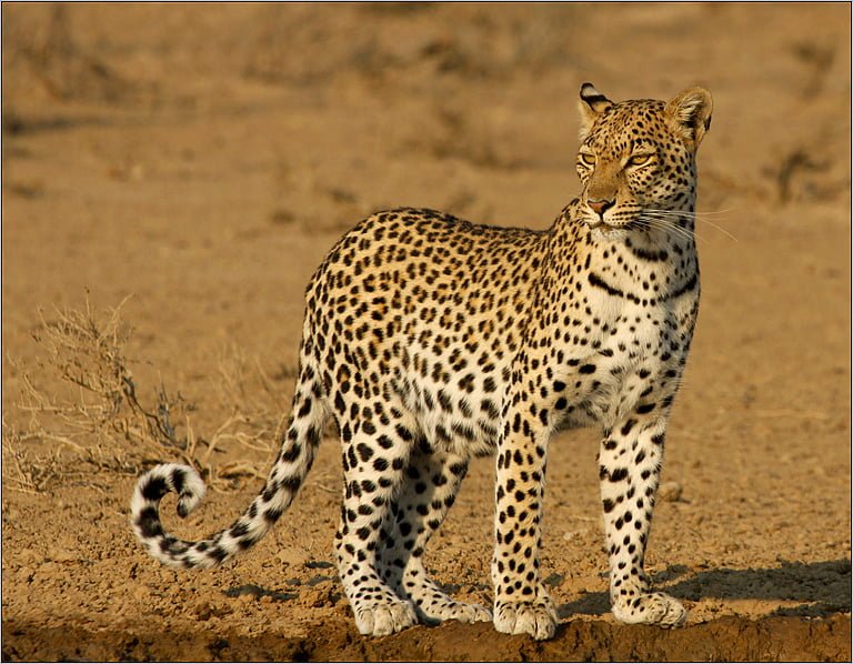 N002-0368619-LEOPARD STARE