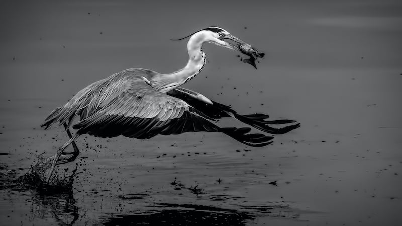 2010 Andre Serfontein Image Link GAP Gold Medal Mono Nature 8th Olympic Photo Circuit 2020 Heron Catch