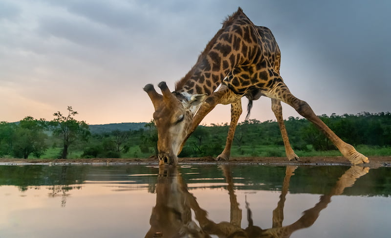 2010 Venter Francois NPC Pretoria FIAP Bronze Medal 4th Photo Nature International 2020 Vith Sunset Giraffe Drinking