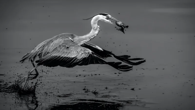 2011 Andre Serfontein Image Link Salon Silver Medal Mono Nature 5th International Circuit Camera Obscura 2020 Reier Vangs
