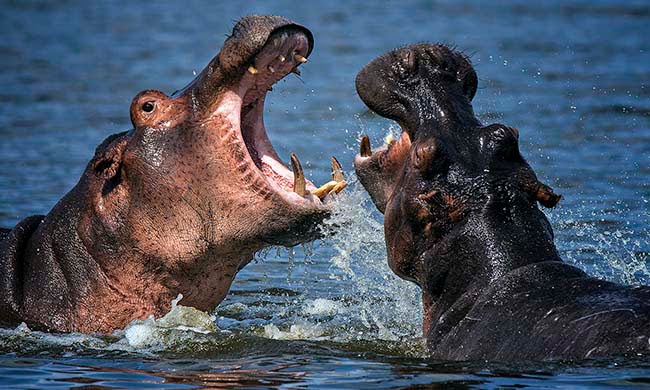 2016.08 Craig Morgan Hippo Argument 650