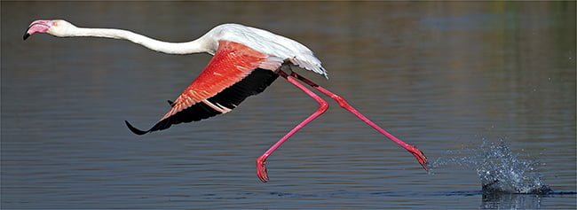 2016.09 Craig Morgan Flamingo Takeoff 650