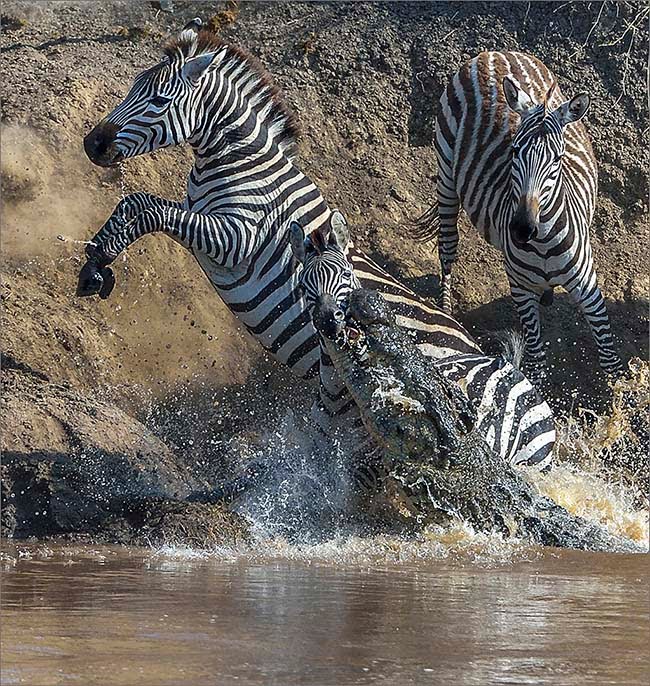 2017.04 Aubrey Siebert Zebra attack by Croc