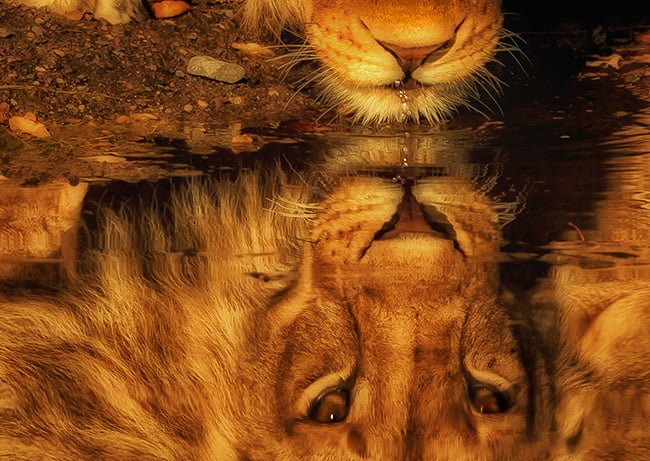 2017.04 Carolyn Greathead Golden Lion 