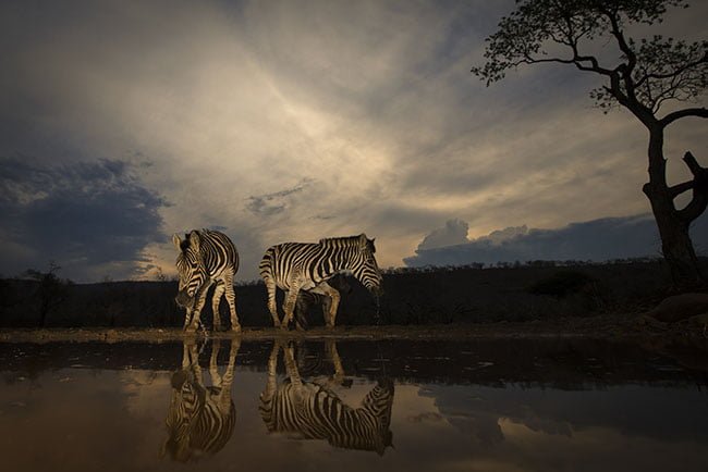 2017.04 Dewald Tromp Zebras at waterhole 650
