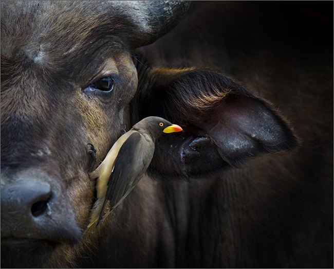 2017.06 DereckduPreez Bird in my Ear