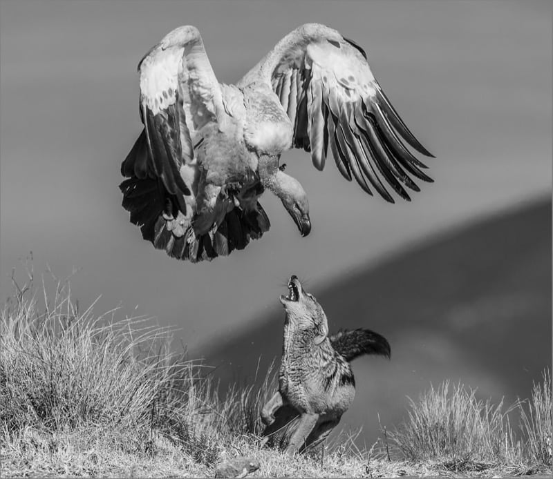 2017.08 Dewald Tromp Enemies