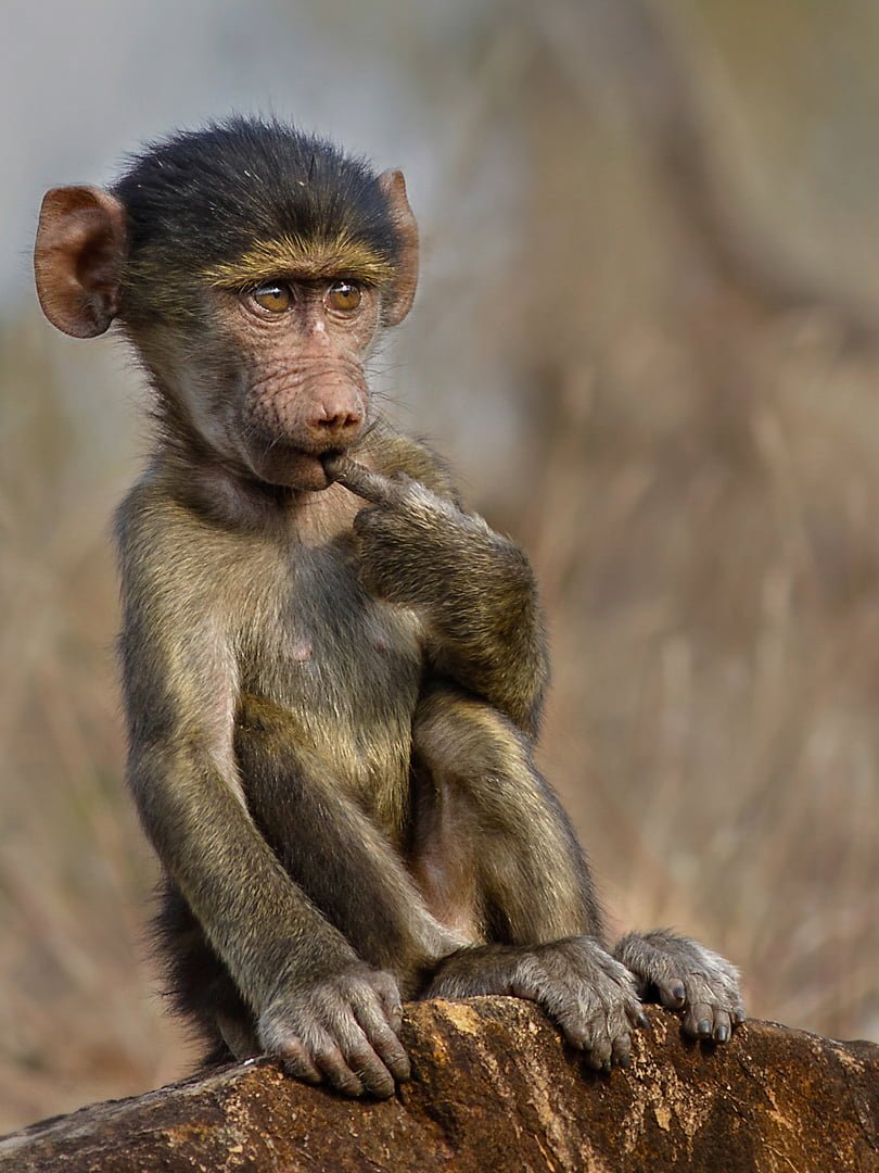 2017.09 Cahrmaine Joubert Who me