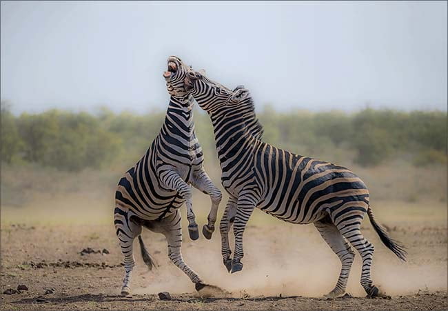 2017 SYDNEY HARBOUR INT Mettlesome SYDNEY HARBOUR SILVER MEDAL Nature Category