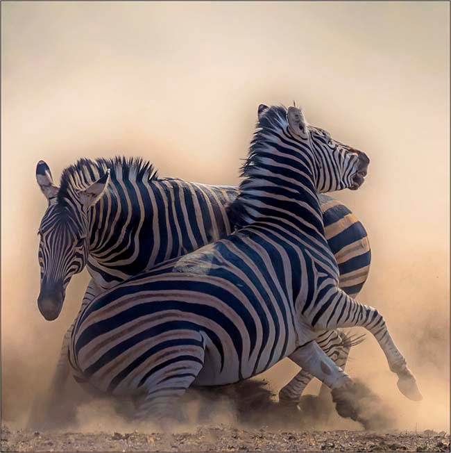 2017 SYDNEY HARBOUR INT Zebra Pugnacity SYDNEY HARBOUR SILVER MEDAL Nature Wildlife Category