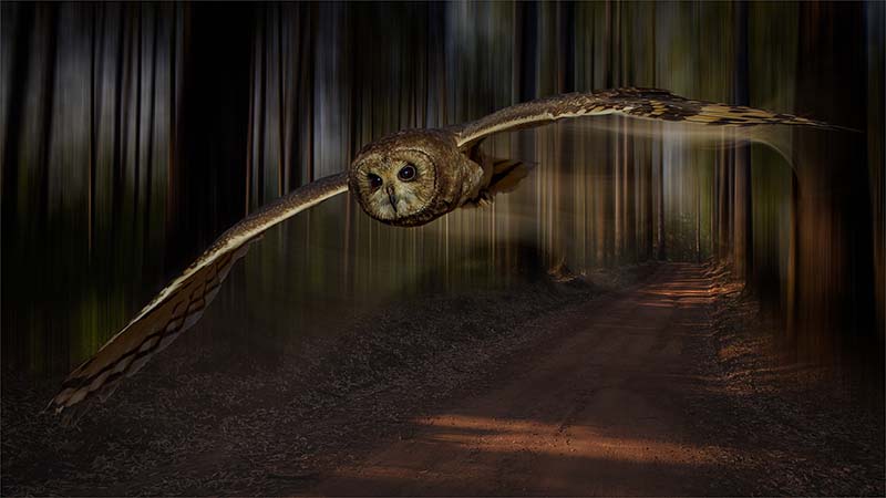 2018.01 Jorge Borralho Enchantered Forest