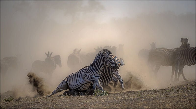 2018.01 Treurnicht du Toit Virulence