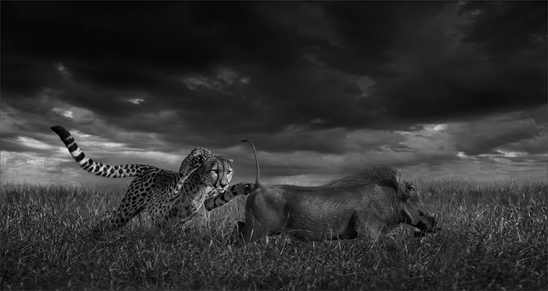 2018.02 Dereck du Preez Cheetha Lunge ccs