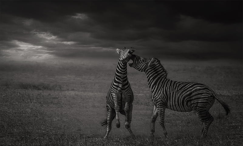 2018.02 Dereck du Preez Duel before the Storm ccs