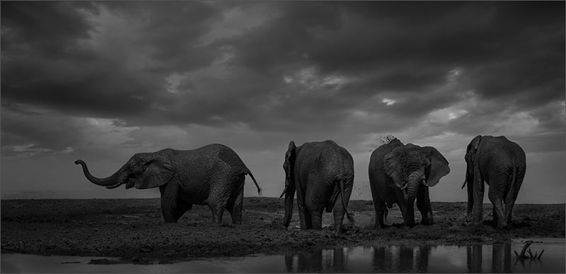 2018.02 Dereck du Preez Mud Bath