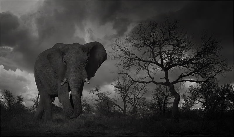 2018.02 Dereck du Preez Nsofu