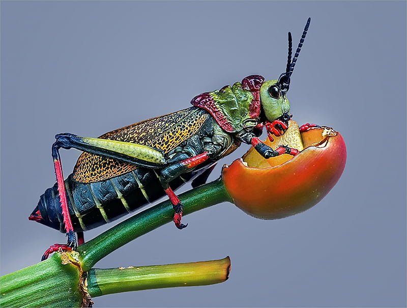 2018.03 Leon Pelser locust