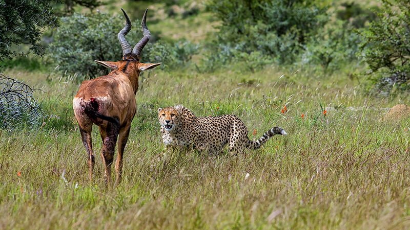 2018.09 Gerhard Geldenhuys Cheetah threatening charge