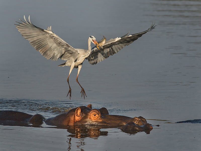 2018.12 Gerhard Geldenhuys Heron with fish caught