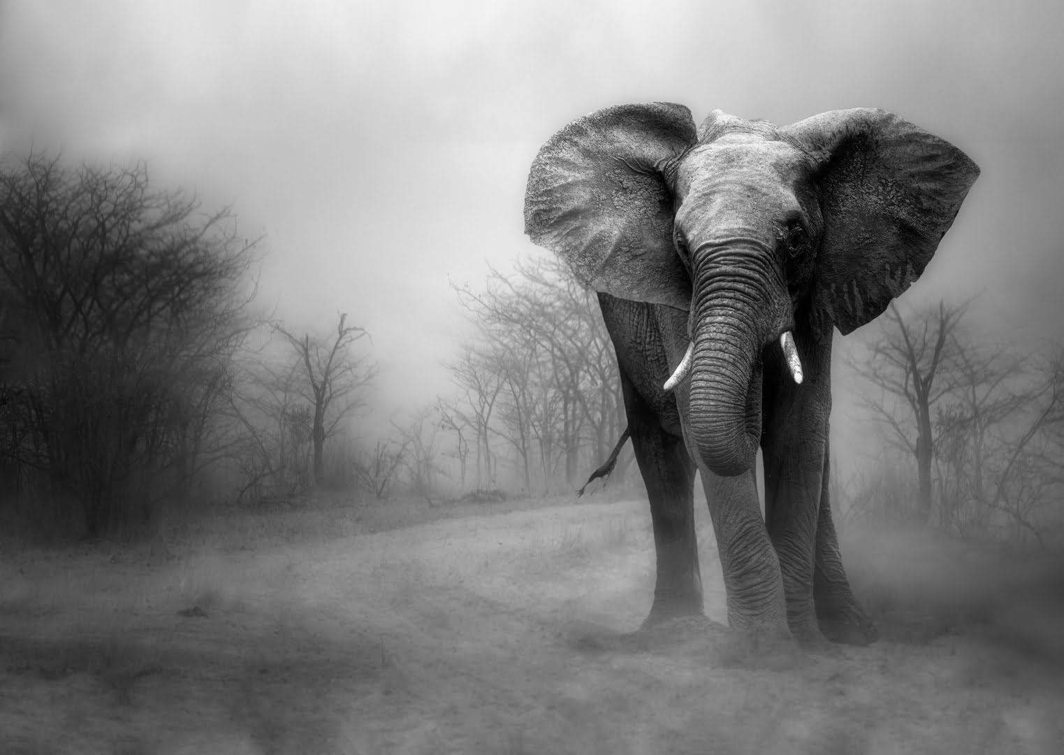 4. The big one mono 50 x 3544