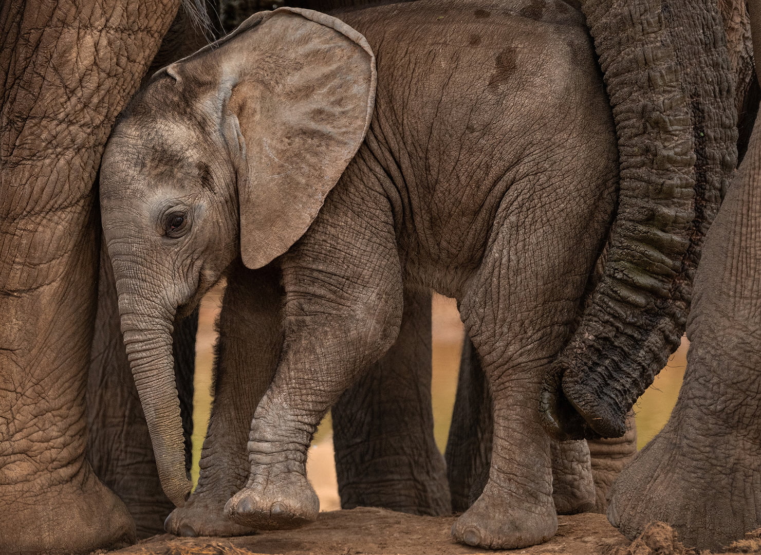 Antoinette Morkel Tired