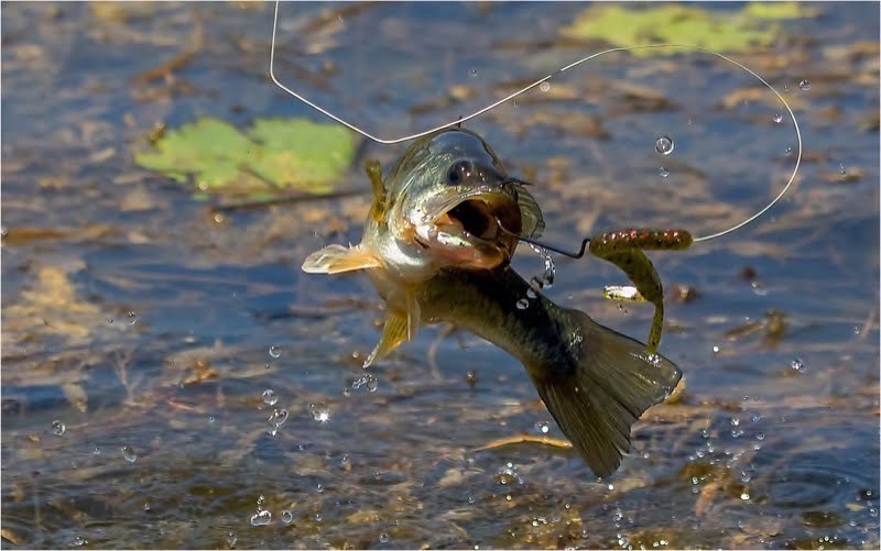 Bass jumping with worm