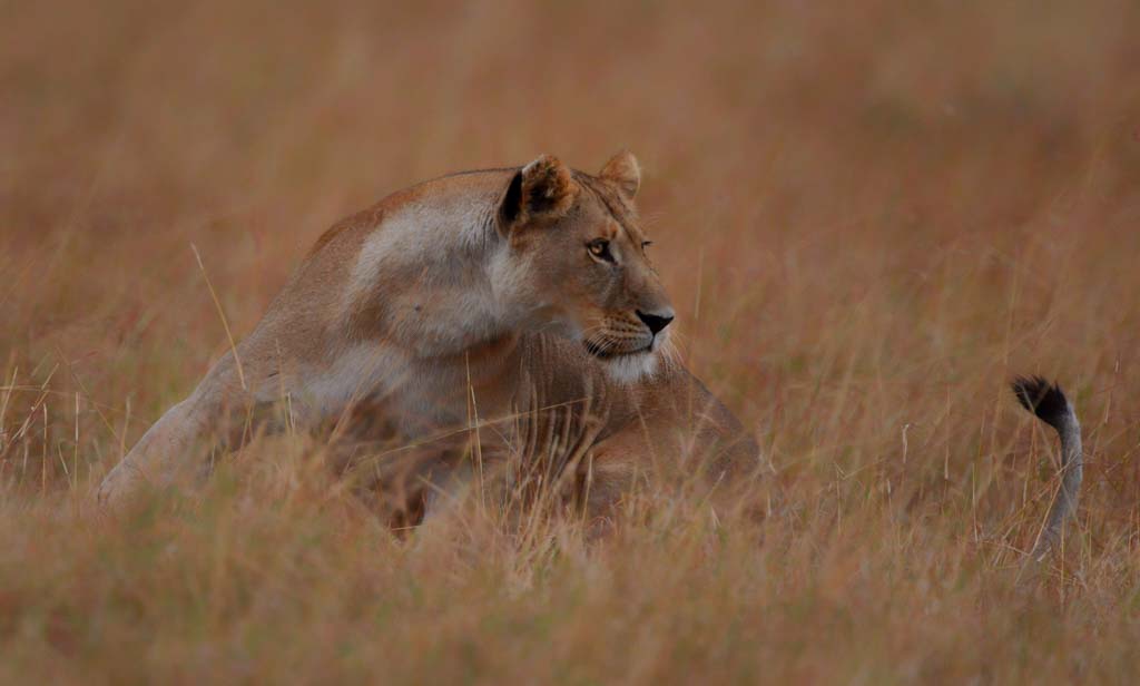 Carolyn Greathead Adrenalin PSA Bronze Medal
