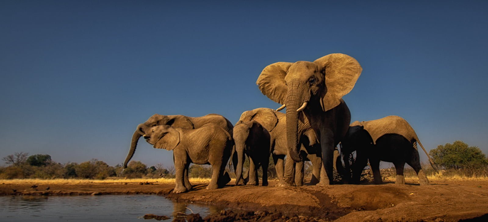 Carolyn Greathead Guardian GOLD MEDAL FIAP BRISTOL2016