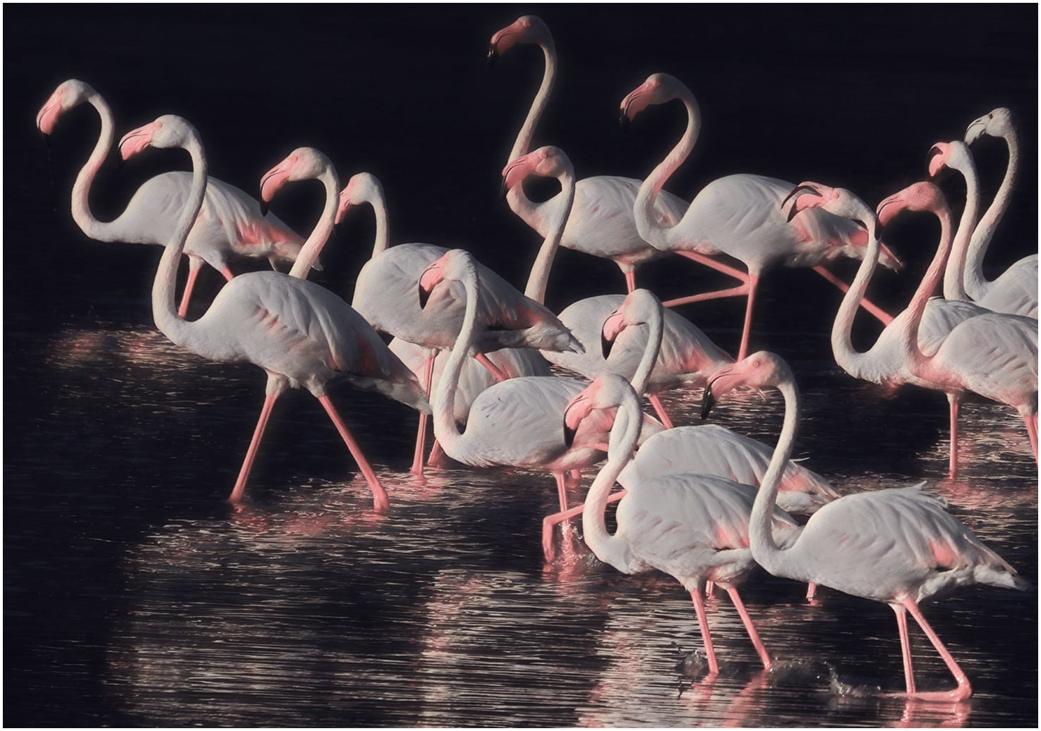 David Wilson Confusion in Pink SM