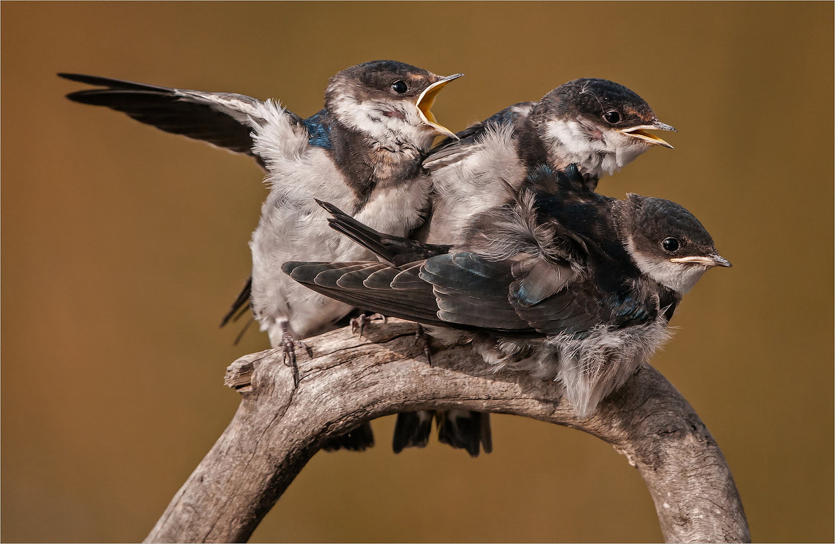 Dino Bottega 01 Move over