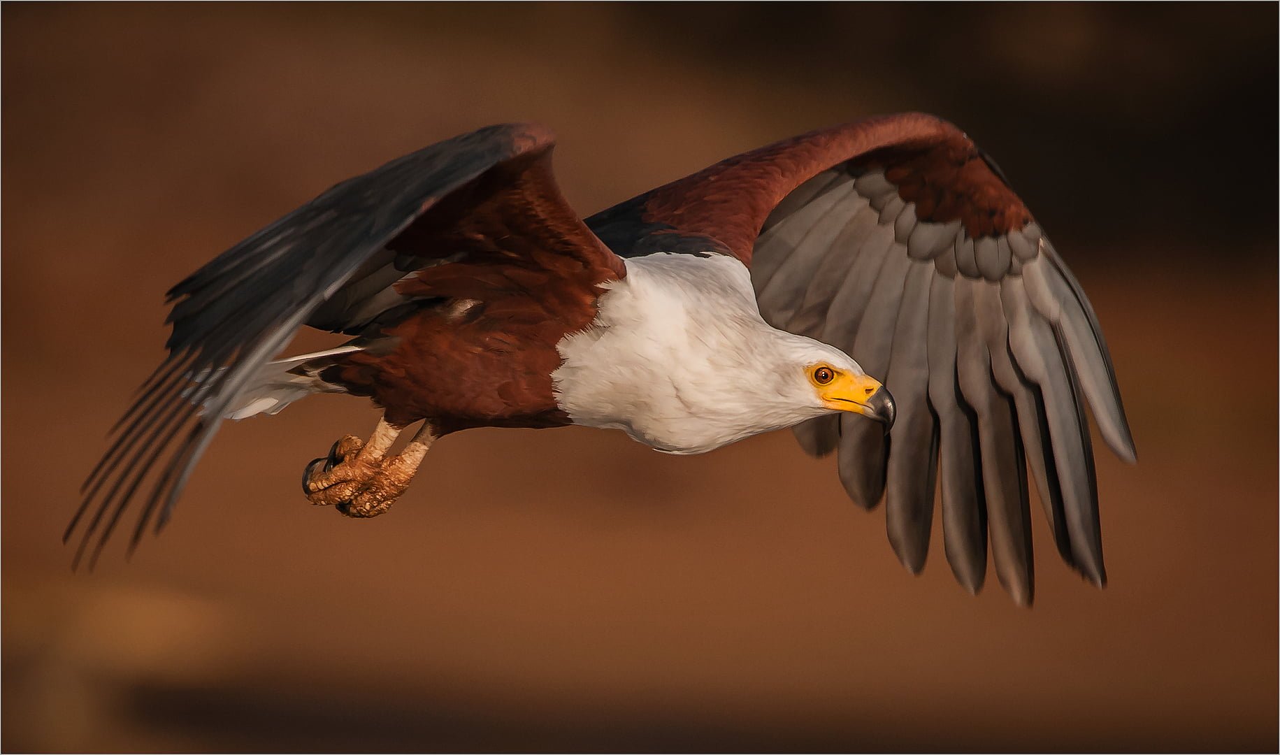 Dino Bottega 03 Fish Eagle in flight